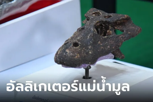 ไทยพบฟอสซิล “อัลลิเกเตอร์แม่น้ำมูล” สายพันธุ์ใหม่ของโลก