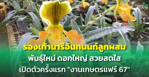 รองเท้านารีอินทนนท์ลูกผสม เปิดตัวครั้งแรก “งานเกษตรแฟร์ 67”